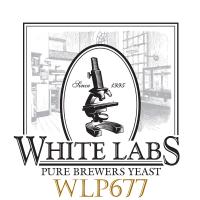 White Labs WLP677 Lactobacillus Delbrueckii Bacteria